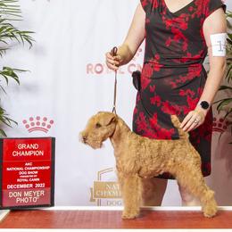 American Staffordshire Terriers and Lakeland Terriers from Goldmere Kennel