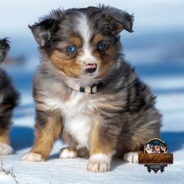 Indigo - Blue merle male Toy Australian Shepherd puppy in Granbury, Texas from Best Little Aussies