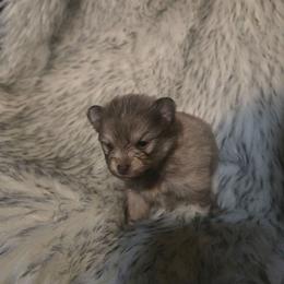 Puppy 3 - Chocolate sable female Pomeranian puppy in Lebanon, Indiana from Duran's Huskies and Pomeranians