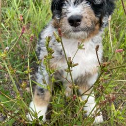 Aussiedoodle and Poodle Puppies from Superior AussieDoodles