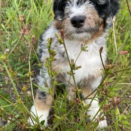 Aussiedoodle and Poodle Puppies from Superior AussieDoodles