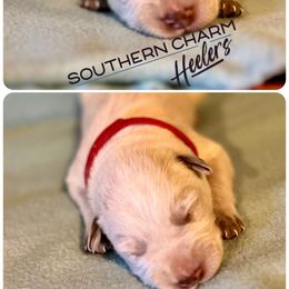 Casper - Red mottled male Australian Cattle Dog puppy in Floyd, Virginia from Southern Charm Heelers