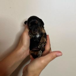 Wren - Black and tan female Cavalier King Charles Spaniel puppy in Gonzales, Texas from Veach Cavaliers & Farm