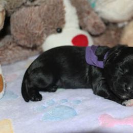 Cockapoo Puppies from JP Cockapoos LLC