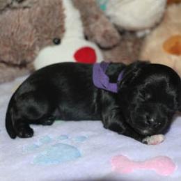 Cockapoo Puppies from JP Cockapoos LLC
