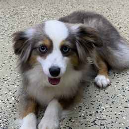 Gracie - Toy Australian Shepherd