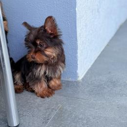 Sophia - Chocolate and tan female Yorkshire Terrier puppy in Cape Coral, Florida from Katherine’s Yorkies and Poodles