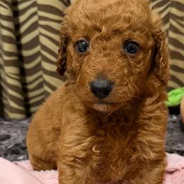 Max - Red  male Goldendoodle puppy in Centralia, Missouri from Oodles Of Doodles Mo.