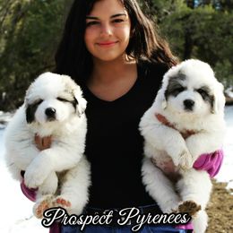 Great Pyrenees Puppies from Prospect Pyrenees