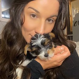 Yorkshire Terrier Puppies from Celestial Family Terriers (Yooper Yorkies)