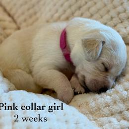 Pink collar girl - Yellow female Labrador Retriever puppy in Camp Verde, Arizona from Cecil's Arizona Labradors
