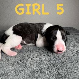 Girl 5 - Black brindle female Whippet puppy in Winter Garden, Florida from Infinity Whippets
