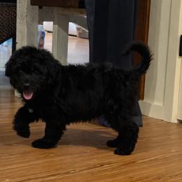 Daniel - Black and white male Aussiedoodle puppy in Charleston, Arkansas from Lazy S Aussies