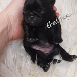Golden Retriever and Pug Puppies from Ebert Pugs