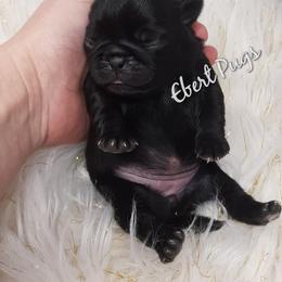 Golden Retriever and Pug Puppies from Ebert Pugs