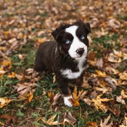 Star Dust - Red tri-color female Australian Shepherd puppy in Unionville, Iowa from Soap Creek Kennels