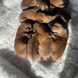 Boy 6 - Wheaten male Soft Coated Wheaten Terrier puppy in Dragoon, Arizona from Wild West Wheatens