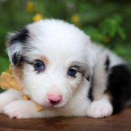 Prince - Blue merle male Australian Shepherd puppy in Georgetown, Texas from River Reign Australian Shepherds