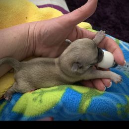 American Staffordshire Terrier and Chihuahua Puppies from Bellastaff