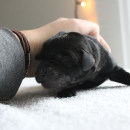 Golden Retriever and Labrador Retriever Puppies from Trenlock Kennels