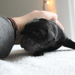 Golden Retriever and Labrador Retriever Puppies from Trenlock Kennels