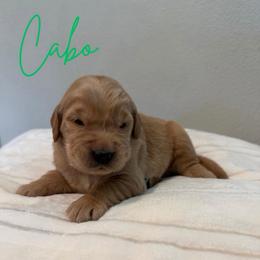 Cabo - Golden male Golden Retriever puppy in Victorville, California from Martinez Goldens