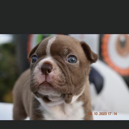 Bell - Boston Terrier puppy in New Cumberland, Pennsylvania from BB and C Bostons