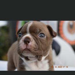 Bell - Boston Terrier puppy in New Cumberland, Pennsylvania from BB and C Bostons
