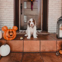 Kirk - Chocolate male Goldendoodle puppy in Dallas County, Texas from Dream A Little Doodle