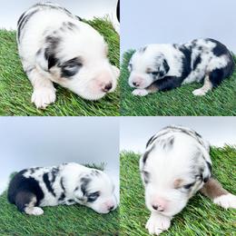 Blue Merle female - Blue merle female Miniature Australian Shepherd puppy in Brooker, Florida from Honey, I Shrunk the Aussies