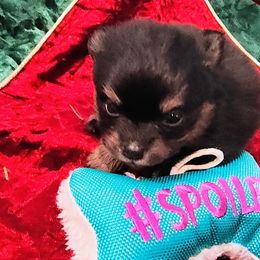 Pomeranian Puppies from Mayhew's Pomeranian Pups