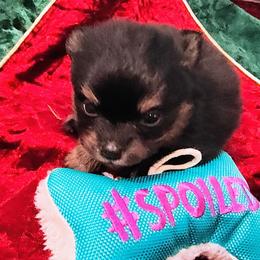 Pomeranian Puppies from Mayhew's Pomeranian Pups