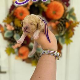 Boo (Purple) - Apricot female Poodle puppy in Stuart Fl, Florida from Lincoln & Lady Co.