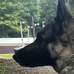 German Shepherds from Pine Creek GSD