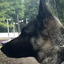 German Shepherds from Pine Creek GSD