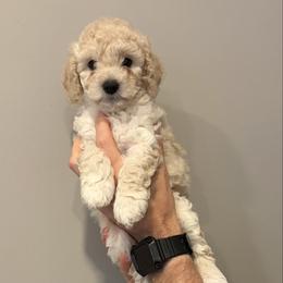 Richard - Apricot male Cavapoo puppy in Fayetteville, North Carolina from Carolina Cavapoos