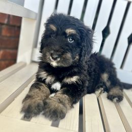 Bernedoodle Puppies from Doodle Dogs KY