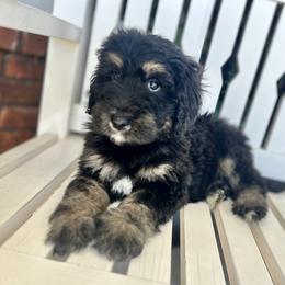 Bernedoodle Puppies from Doodle Dogs KY
