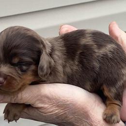 JINU - Dapple male Dachshund puppy in Elizabethtown, Kentucky from Teeny Tiny Puppy Tails
