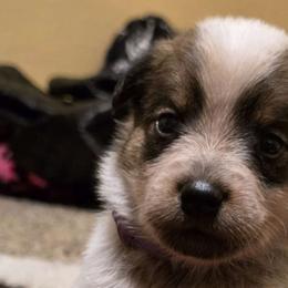 Mesa - Australian Cattle Dog puppy from KS Cattle Dogs