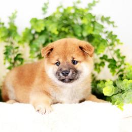 Ranger -FULL AKC REGISTRATION- - Red male Shiba Inu puppy in Neosho, Missouri from Kenny Cave K9s