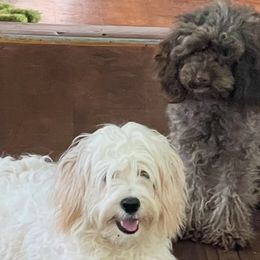 Cavapoos and Double Doodles from Double Doodle Cavapoos