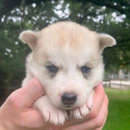 Waffles - Sable and white female Siberian Husky puppy in College Station, Texas from Texas Siberian Husky Kennels (TSHK)