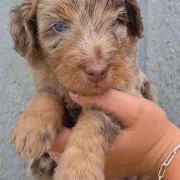 Walnut - Red merle male Aussiedoodle puppy in Lithia, Florida from Waterford Doodle Farm