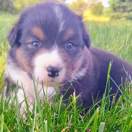 AKC Dixie - Black tri-color female Australian Shepherd puppy in Zeeland, Michigan from Apple Ridge AKC Aussies