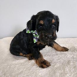 Lincoln - Black and tan male Cockapoo puppy in Louisburg, North Carolina from Raven Oak's Mini Cockapoos and Mini Dachshunds