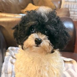Pepper - Black and silver female Havapoo puppy in Lancaster, South Carolina from 3 Bs Havanese-PUPPIES with  PURPOSE