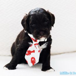 Earth - Chocolate male Australian Labradoodle puppy in Diamond Bar, California from Furrytaildoodles