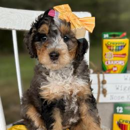 Yellow - Blue merle female Bernedoodle puppy in Hesperia, Michigan from Red Acres Poodles & Doodles
