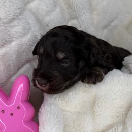 Poppy - Liver female Miniature Schnauzer puppy in Milmay, New Jersey from Butterleaf Farms
